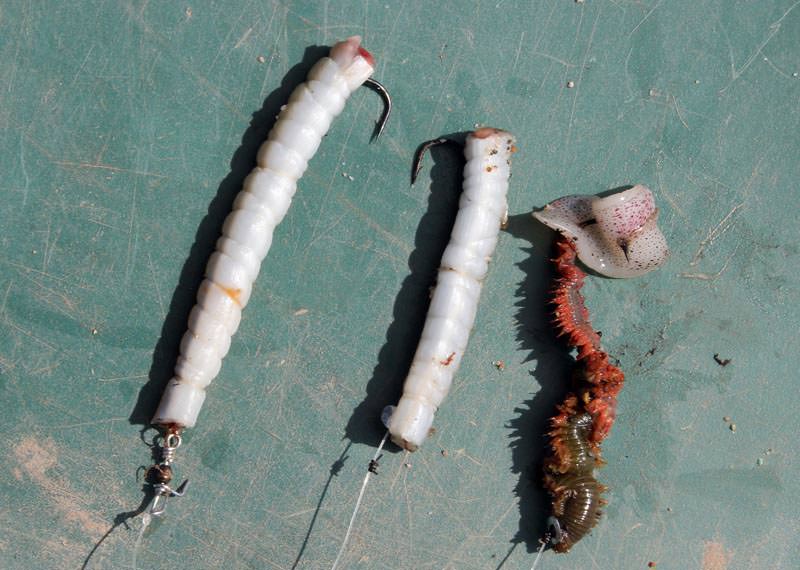 three baited hooks for dogs