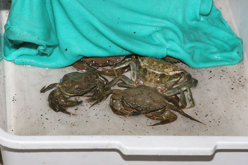 peeler crabs in a bait tray