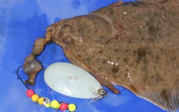 a flounder taken on ragworm baited spoon
