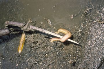 a white ragworm on the tine of a fork