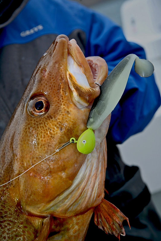 a cod falls for a shad in Iceland