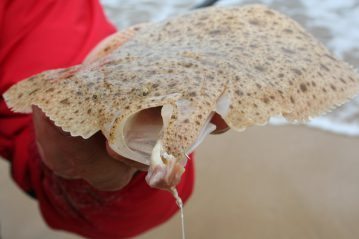 the mouth of a Culdaff beach turbot