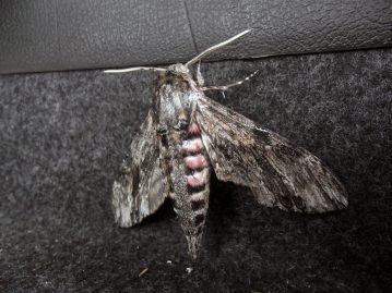 Holyhead Breakwater species session moth