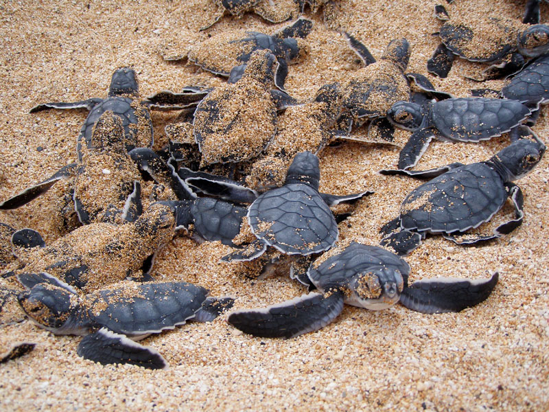 Ascension Island Shore Fishing turtles