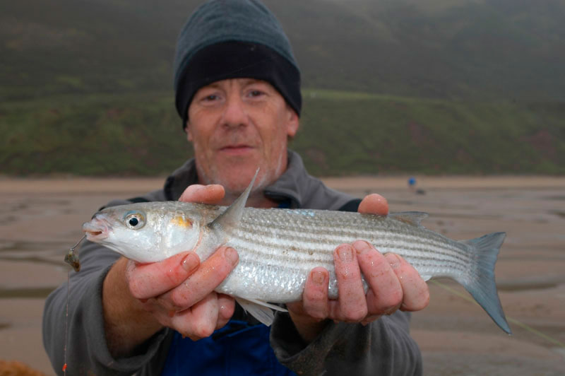 species ID golden grey mullet