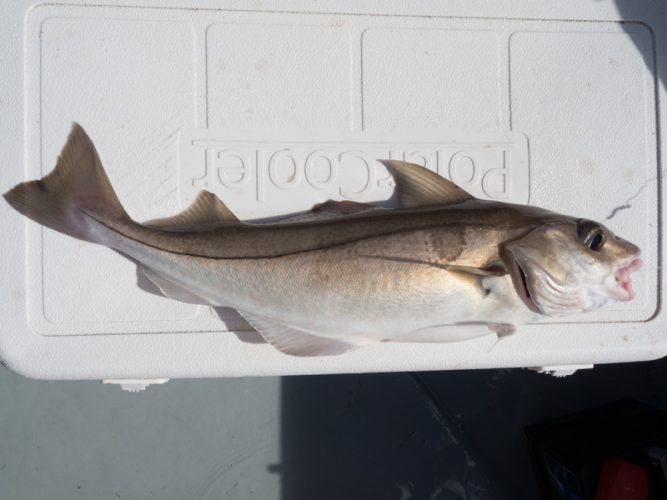 species ID haddock