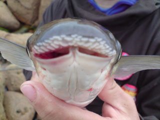 species ID thick lipped grey mullet