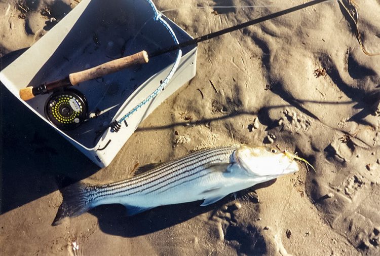 a fly caught striped bass on the beach