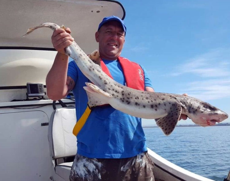 Darren Peel with a good bull huss