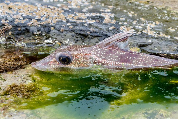 Shore caught grey gurnard