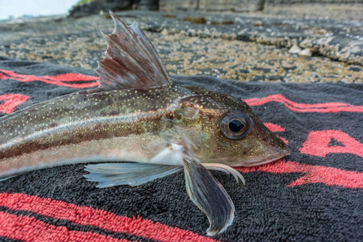 A grey gurnard which succumbed to limpet bait