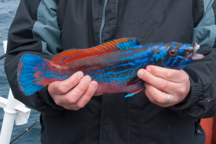 cuckoo wrasse