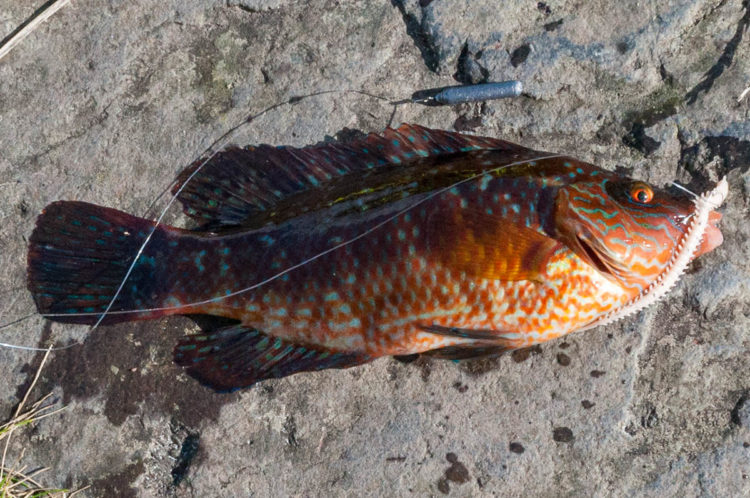 corkwing wrasse