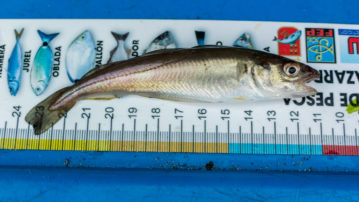 mini whiting