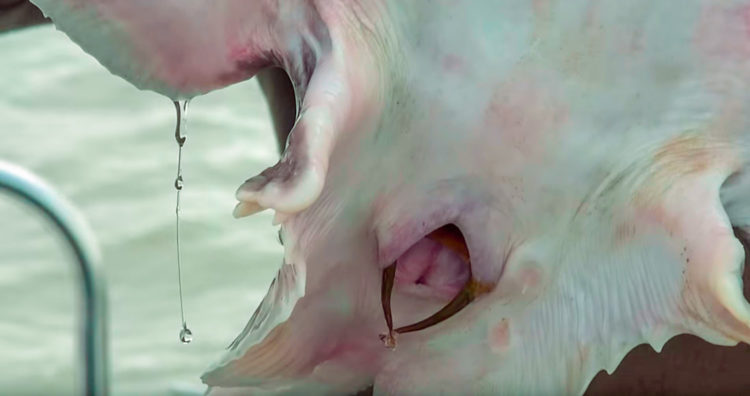 Egg case in female thornback ray