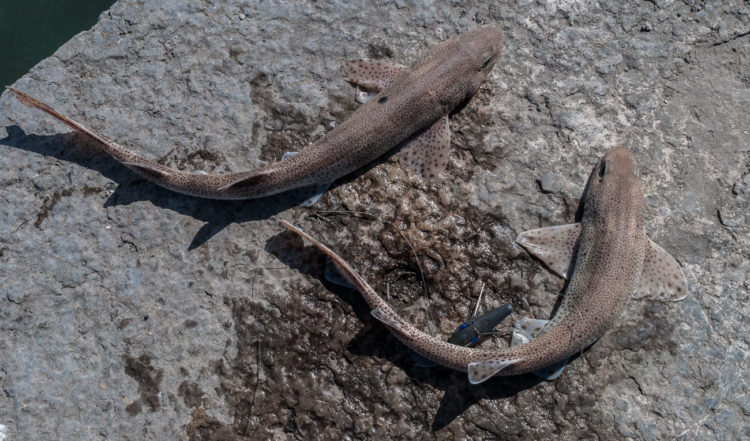 two lesser spotted dogfish