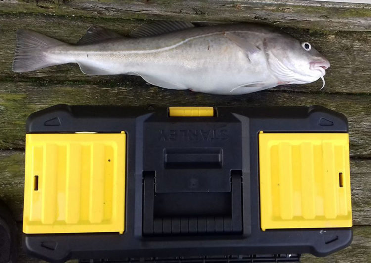 Douglas Kane's pier cod