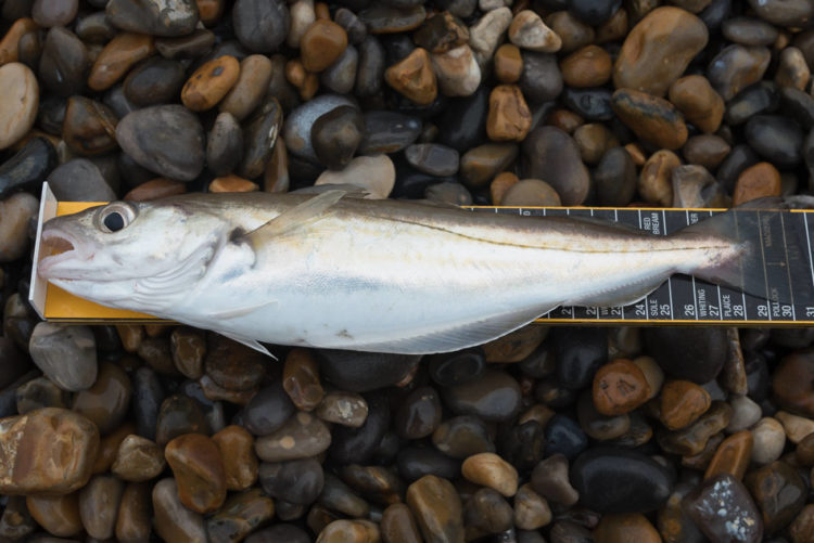 norfolk whiting