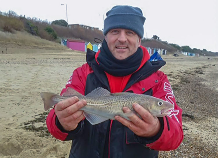codling caught in the latest Colchester Sea Angling Club match 