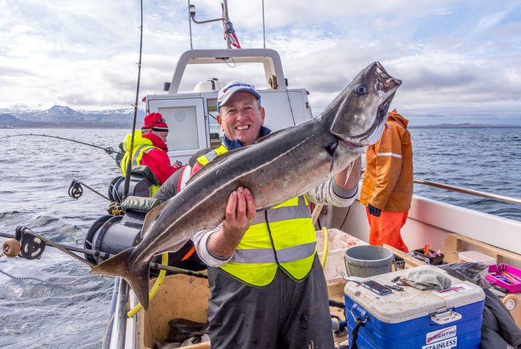 Typical Olafsvik coalfish