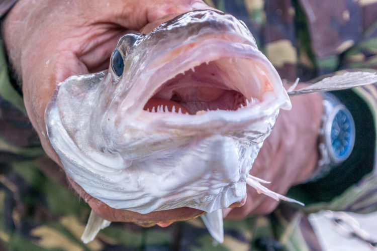 The toothy end of NIck's whiting
