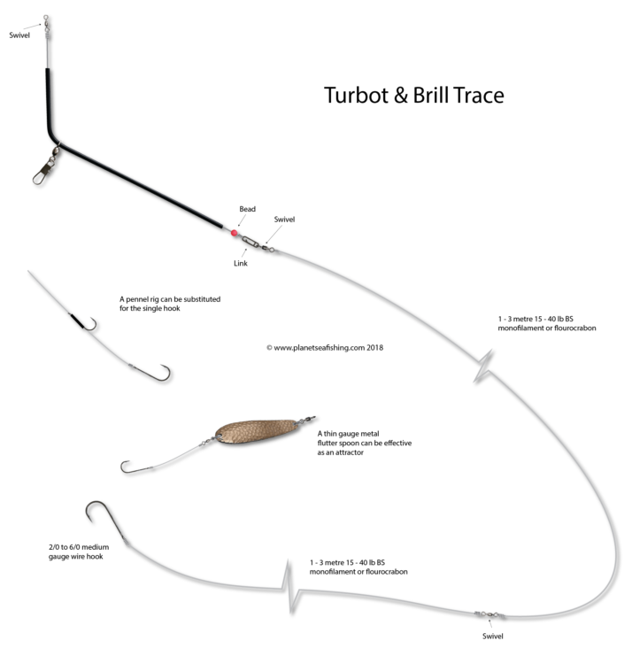 turbot and brill trace