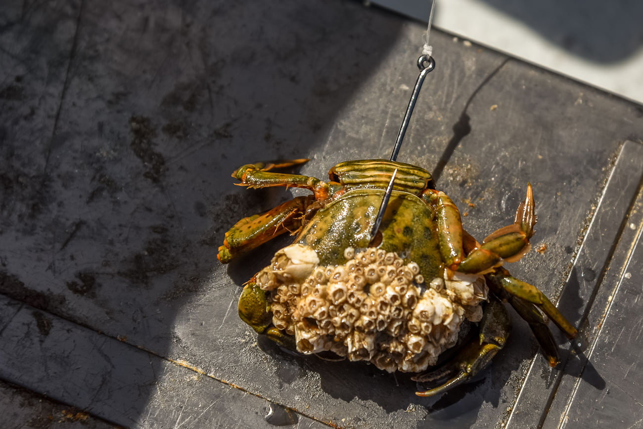 A peeler crab ready for the smoothhounds