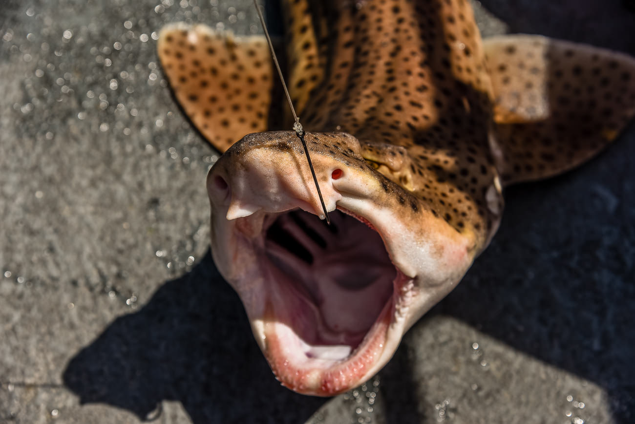 The gaping mouth of a bull huss
