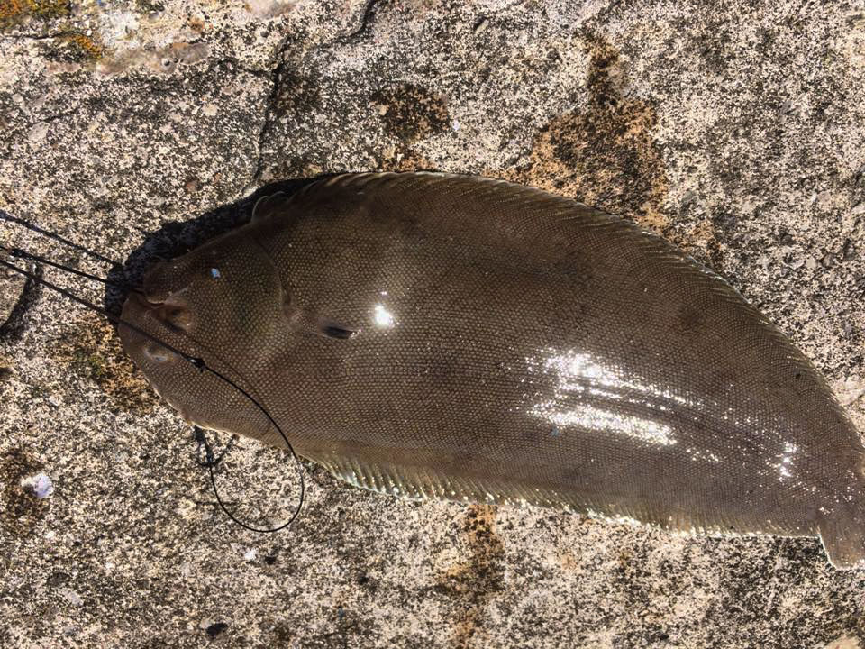 one of Dave Brown's recent sole