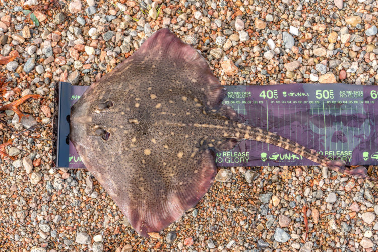 A typical Ardgour beach thornback from the north end