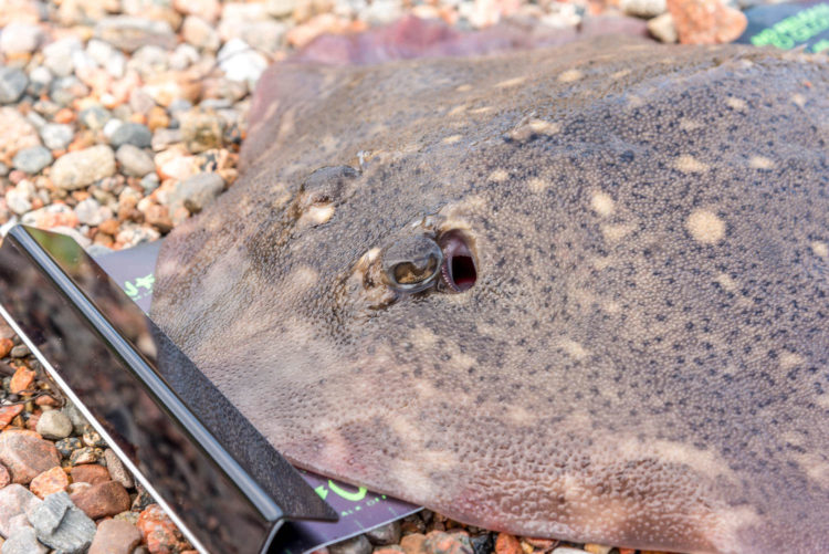 Thornback ray with a beady eye