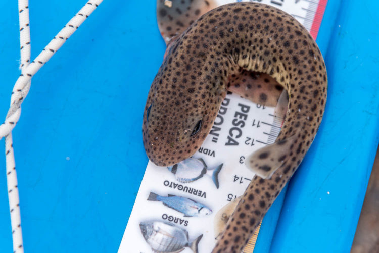 A lesser spotted dogfish pup from the beach