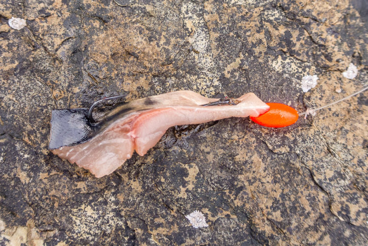 Typical mackerel strip bait