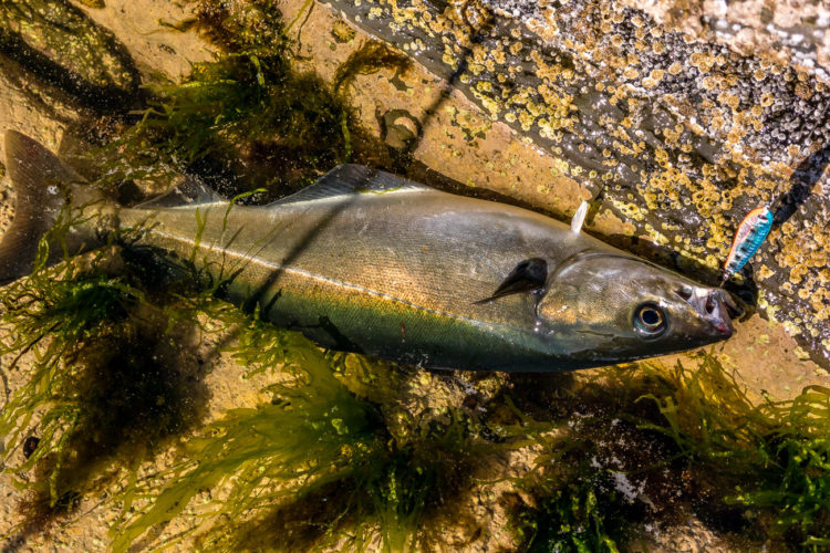 Coalfish on a lure