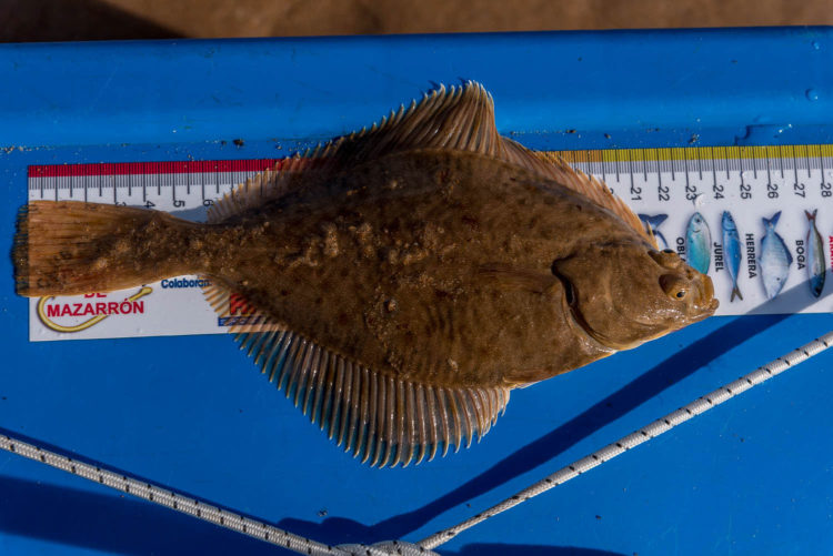 Embo beach flounder