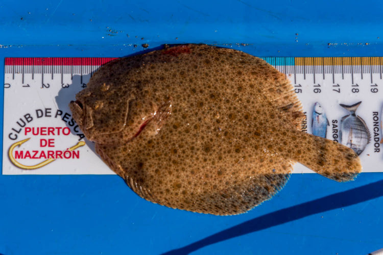 small Embo beach turbot