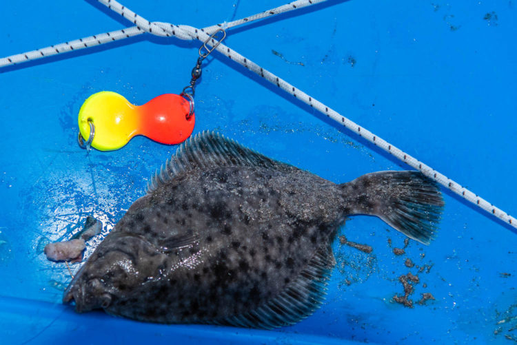 Flounder on a Buttlöffel Rig