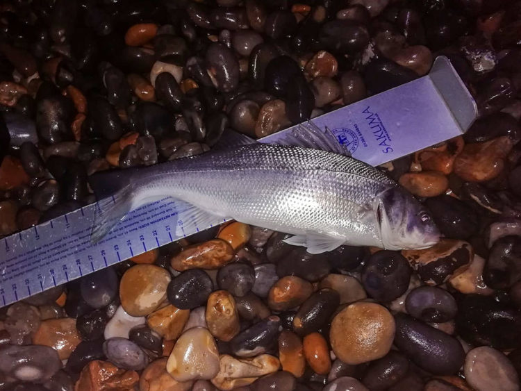 small Sheringham bass