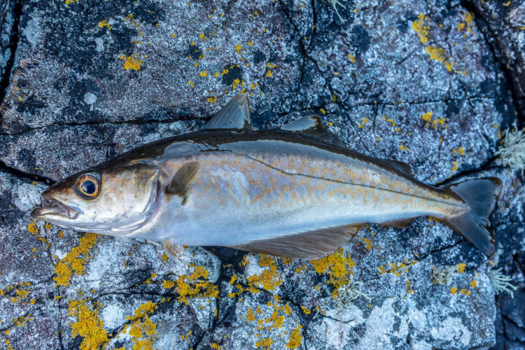 Researching A New Shore Mark A pollack
