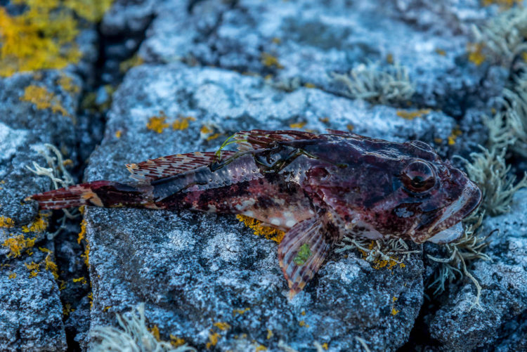 Researching A New Shore Mark sea scorpion