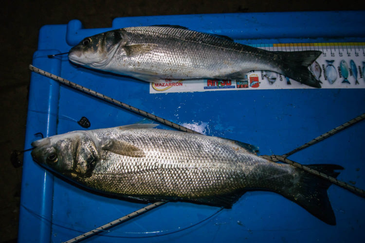 Bass double shot from Sandside beach
