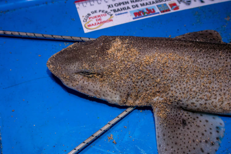 Sandside lesser spotted dogfish