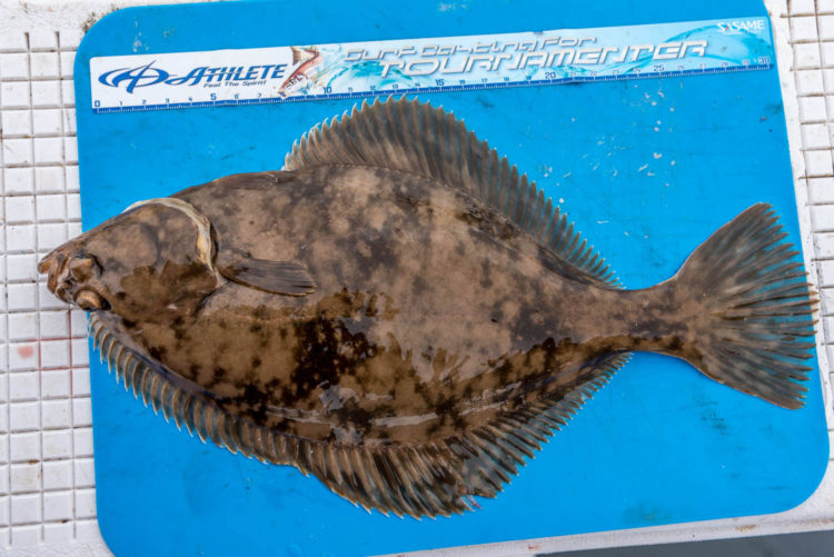 Sandside beach flounder