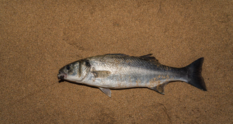 Bass from the east end of Sandside beach
