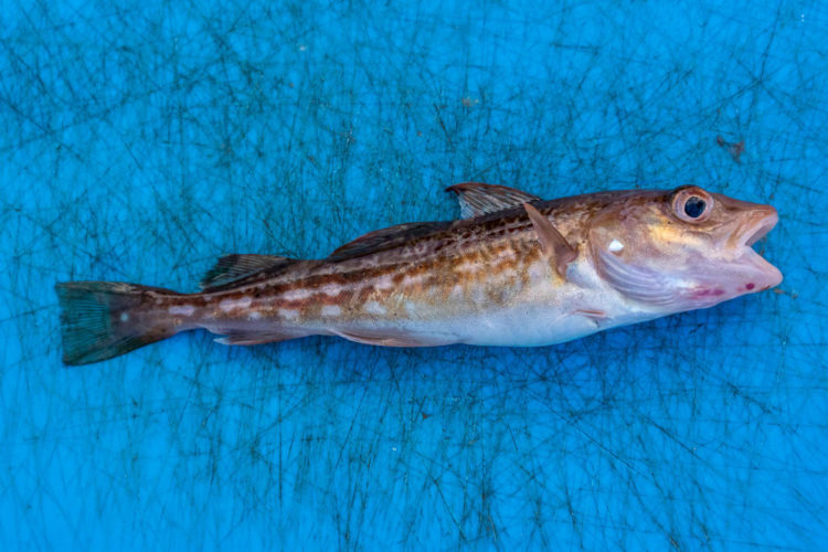 loch linnhe picnic area codling