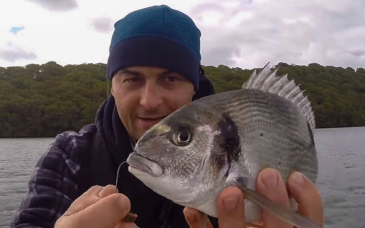 A gilthead bream