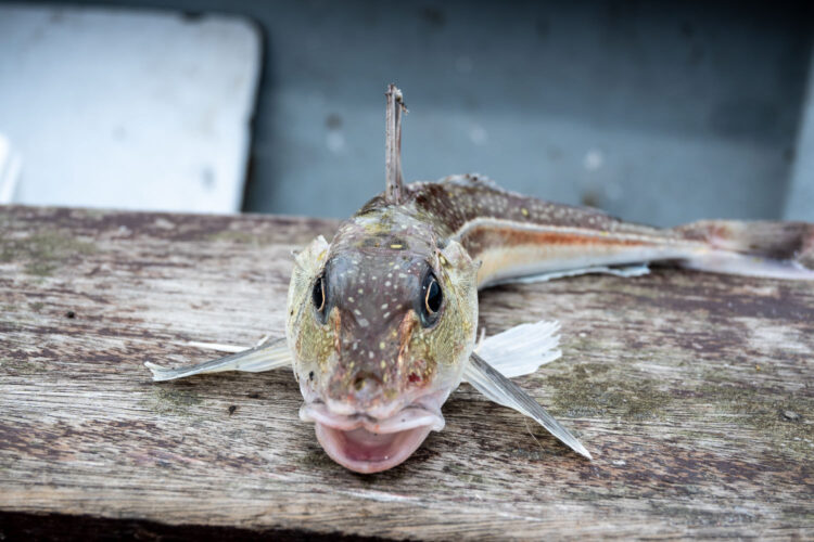 A number of grey gurnards were landed