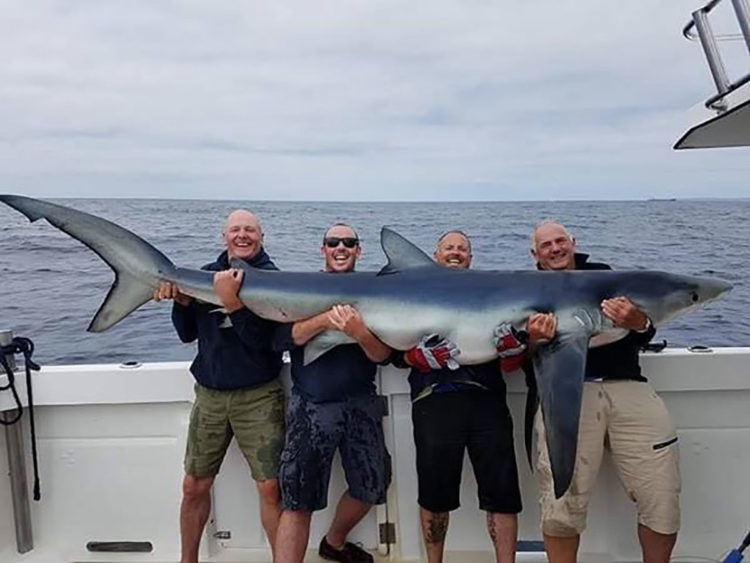 new record blue shark