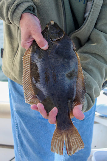 A typical Winter flounder